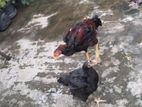 আসিল মুরগি