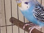 Budgerigar For Sell