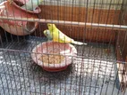 Budgerigar