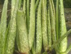 আ্যালোভেরার (Aloevera) চারা বিক্রি