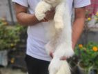 Abdult Female Persian Cat