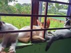 Cat Abortion