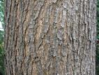 Acacia timber trees with straight bole, 50