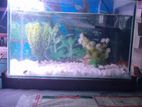 Aquriam with fish sale