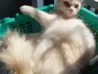 Active adult male female Persian cat