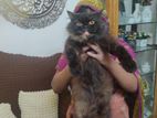 active adult persian female cat sell.