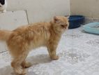 active adults persian cat male meting