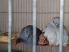 Active & Adult Diamond dove (Pair- Male Female)