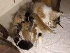 Active Female Cat Seal