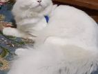 Active male cat