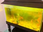 Acurium Sell