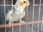Adult male