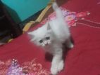 Persian Cat for sell