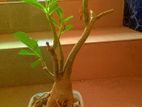 Addenium Bonsai Tree ( single pattern, pink colour.) for sale