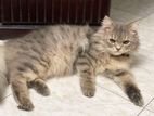 Additional Persian Cat