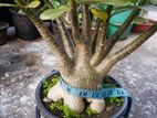 Adenium arabicum