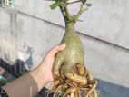 Adenium Bonsai