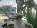 Adenium bonsai