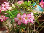 Adenium/Desert Rose plant