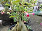 adenium /এডেনিয়াম