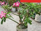 Flower Plant