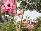 Adenium