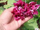 Adenium