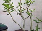 Adenium