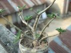 Adenium for sell