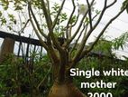 Adenium Obesum Mother Plant