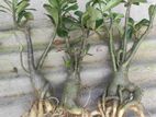 Adenium Plant ~ এডিনিয়াম গাছ