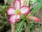 Adenium Tree