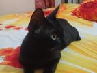 Adoption a pregnant deshi black cat,