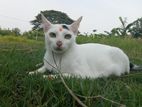 Cat Adoption