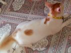 Adoption mixed Female Cat