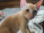 Cat Adoption post