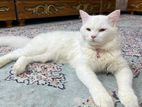Adorable cat