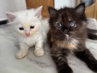 Parsian female Kitten for Sale