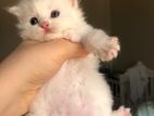 Adorable Male/ Female Kitten For Sale