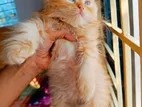 Adorable Persian Long Hair Baby Cats | Ready to Rehome