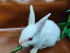 Adorable rabbits looking for loving home
