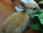 Adorable Rabbits Looking for Loving Homes!