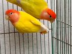 Adulat lovebird