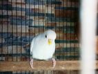 Adult albino female bird sell.