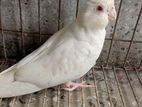 Adult albino bird for sell