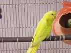 adult and baby budgerigars male female