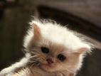 Adult & Kitten Persian Are Available