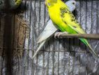 Adult Bajigar (Budgies parrot)