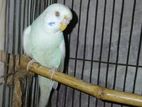 Adult Bajriga