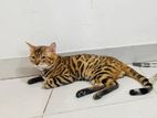 Adult Bengal Cat [ Brown ]